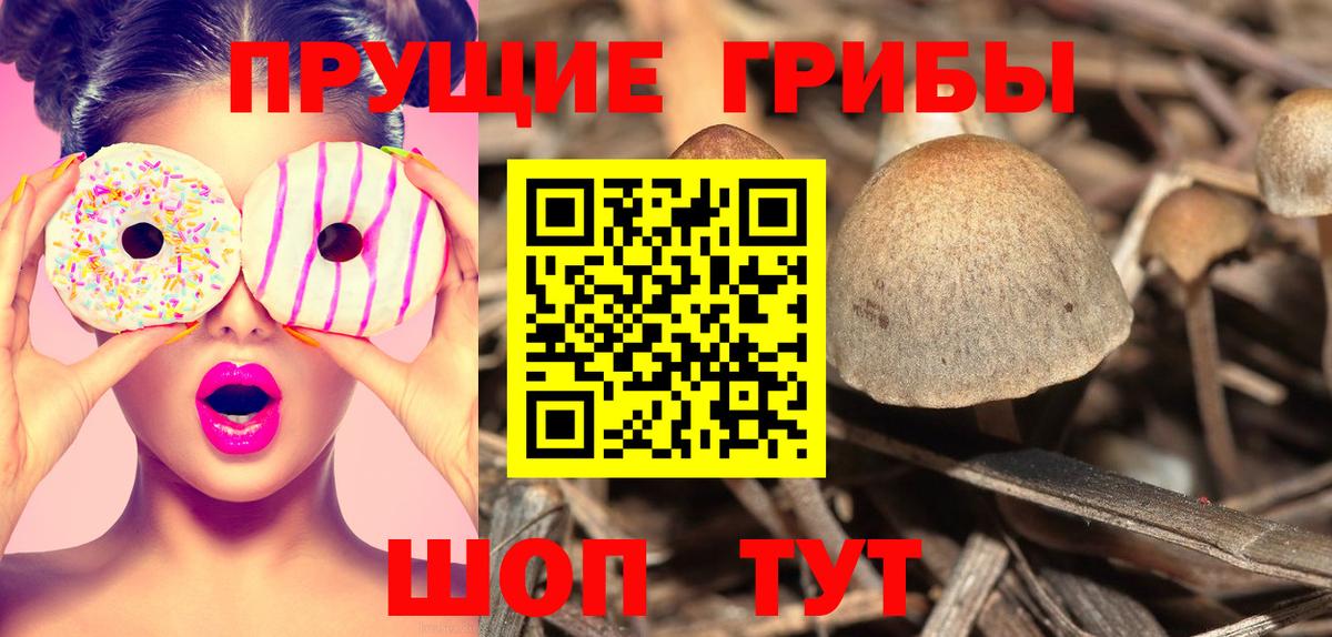 Ртищево  Псилоцибиновые грибы мицелий  Вход с VPN  где купить   Галлюциногенные грибы Psilocybe 